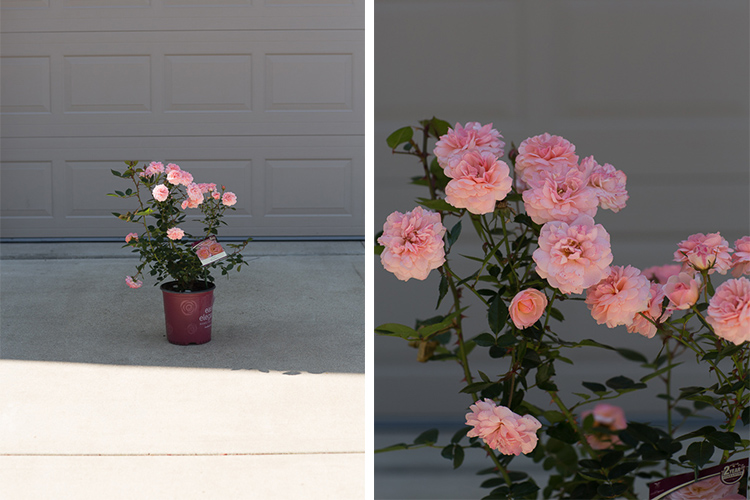 Photographing in the midday sun