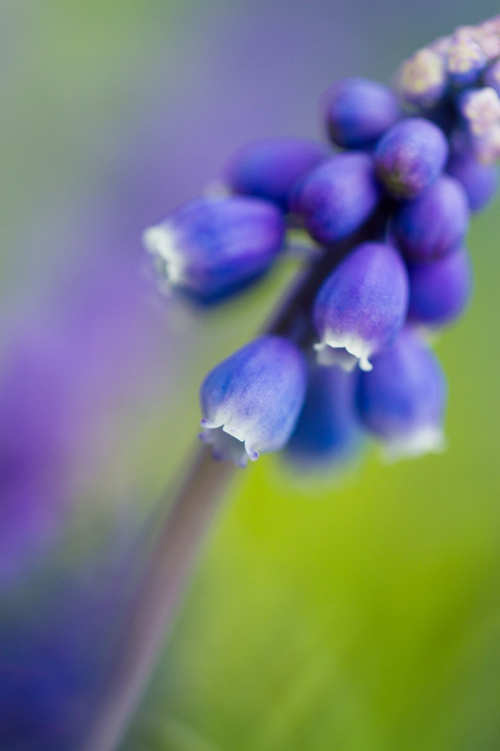 5 Essential Macro Photography Rules (and When to Break Them)