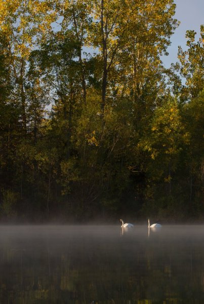 swans on a lake with a deep depth of field