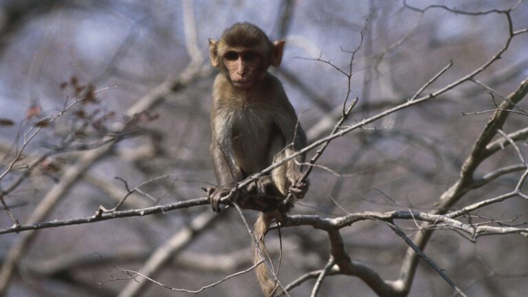 Research monkeys still having a ball days after busting out of lab, police say