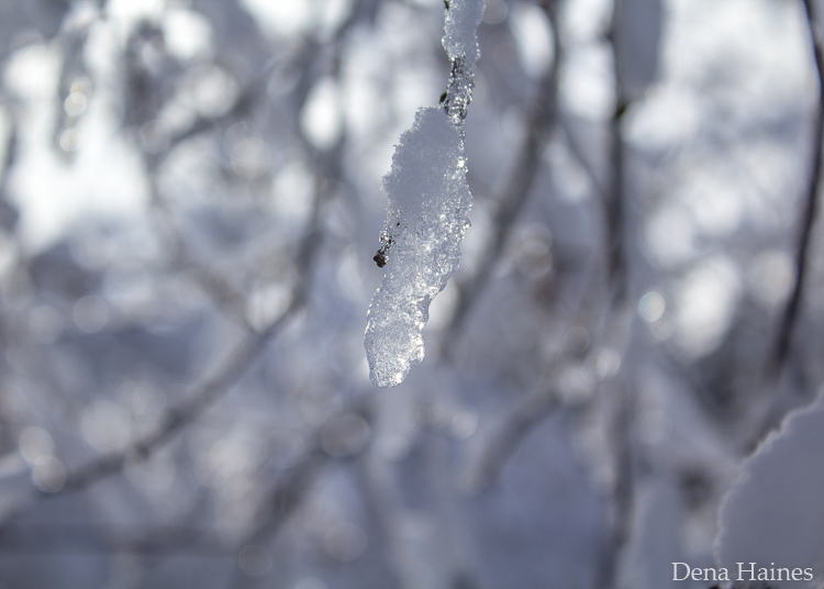 ice on a branch snow photography