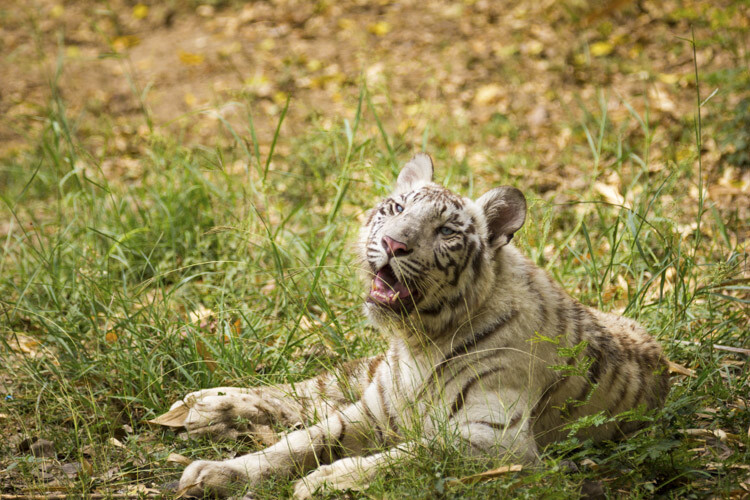 Super-telephoto wildlife photography