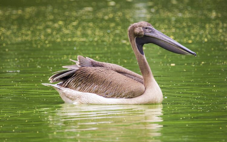 Super-telephoto wildlife photography