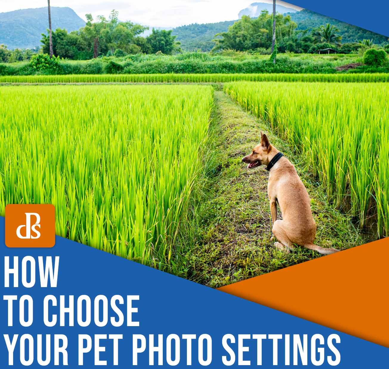 how to choose your pet photography settings