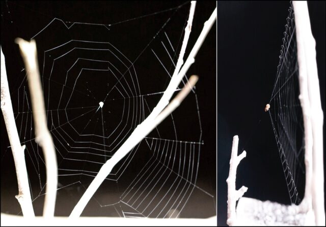 These spiders listen for prey before hurling webs like slingshots