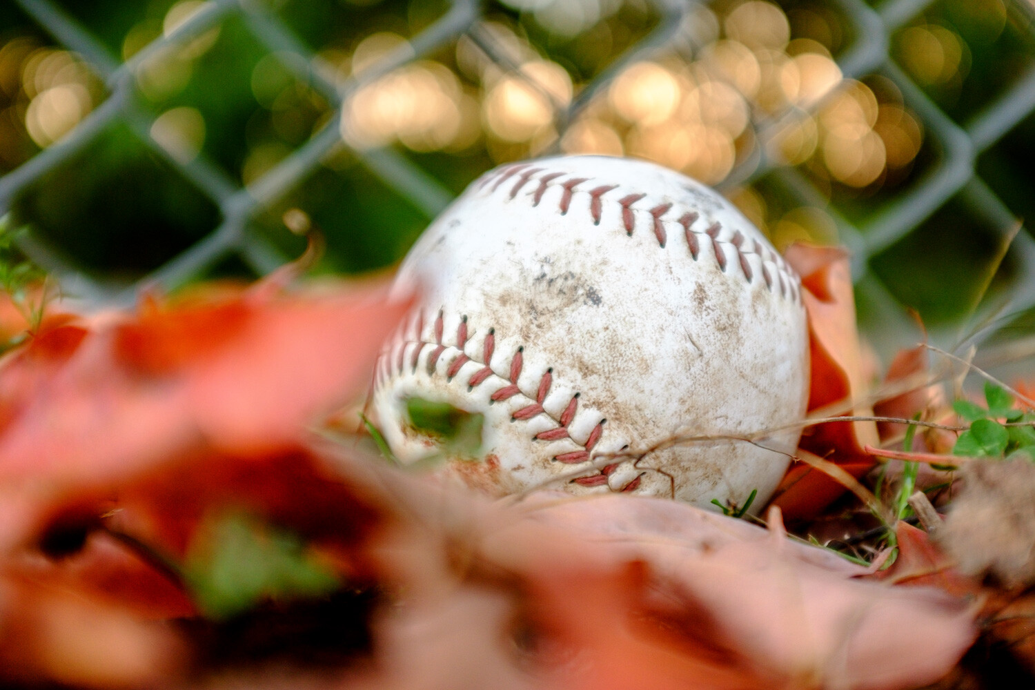 baseball in the grass