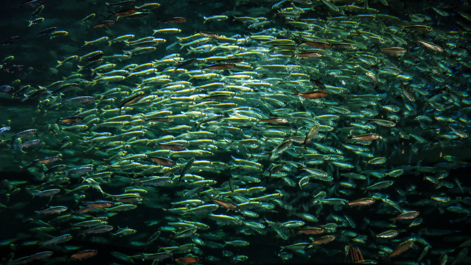 a school of fish photography ideas